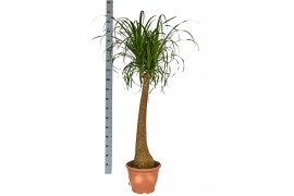 Beaucarnea recurvata