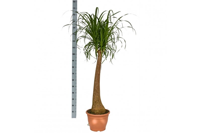 Beaucarnea recurvata 