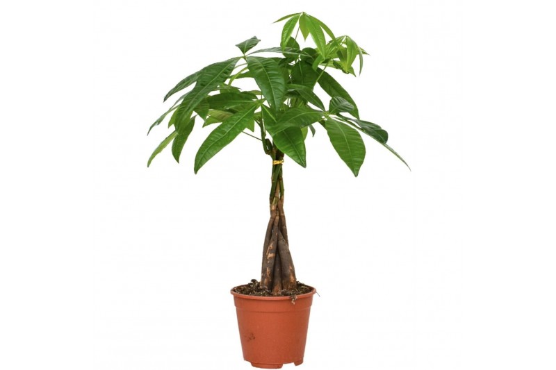 Pachira aquatica 