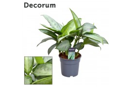 Aglaonema silverado Decorum