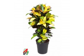 Codiaeum variegatum mrs iceton vertakt