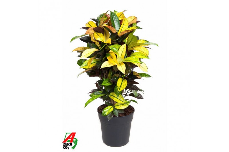 Codiaeum variegatum mrs iceton vertakt 