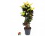 Codiaeum variegatum mrs iceton vertakt 