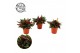 Peperomia caperata rosso 