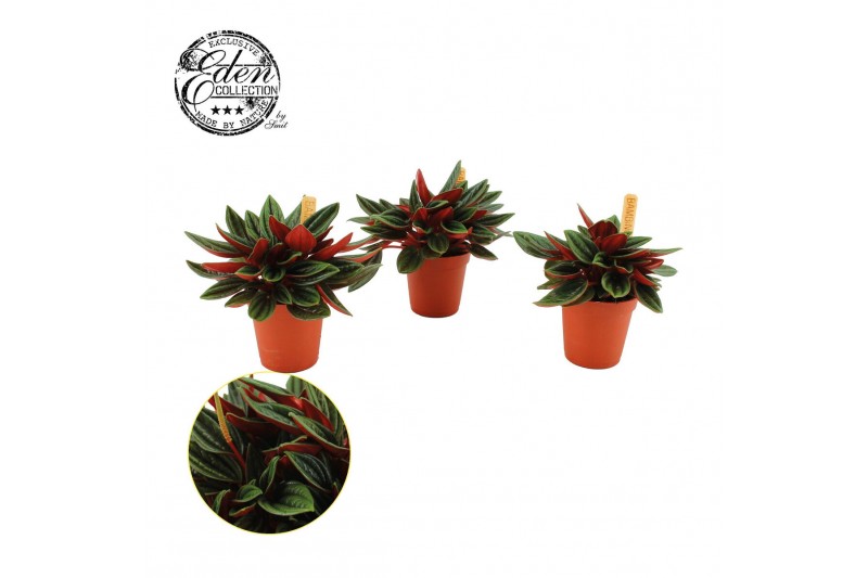 Peperomia caperata rosso 