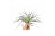 Tillandsia silver 