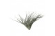 Tillandsia silver 