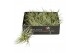 Tillandsia silver 