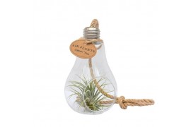 Tillandsia arrangement Tillandsia Glas lamp touw small 1 pp