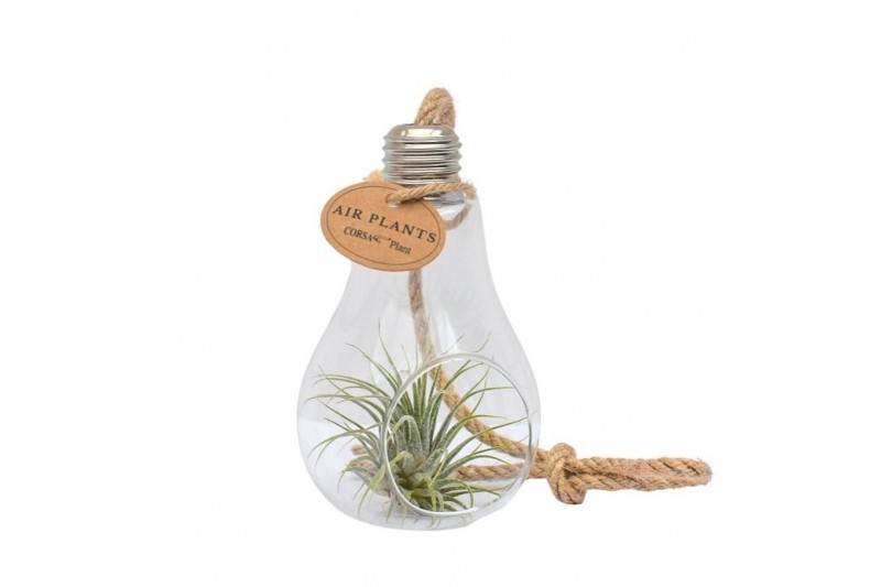 Tillandsia arrangement Tillandsia Glas lamp touw small 1 pp 