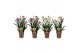 Anigozanthos mix Beauty Mix in Tray 