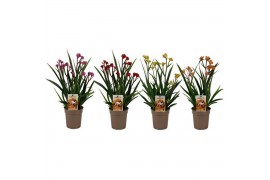 Anigozanthos mix Beauty Mix in Tray