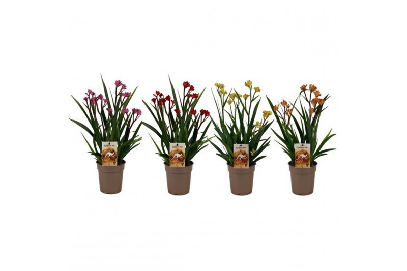 Anigozanthos mix Beauty Mix in Tray 
