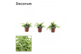 Chlorophytum ocean decorum