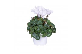 Cyclamen pers. midi super serie allure Cyclamen Super Serie Allure in 