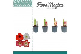 Hippeastrum Hippeastrum Mix 1 Knop 1 tak/plnt
