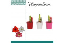 Hippeastrum Hippeastrum Mix 1 Knop Plastic ompot Linge