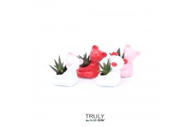 Succulenten TRULY Succulent, Bear mini 1 pp