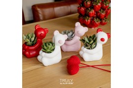 Succulenten TRULY Succulent, Bear 1 pp