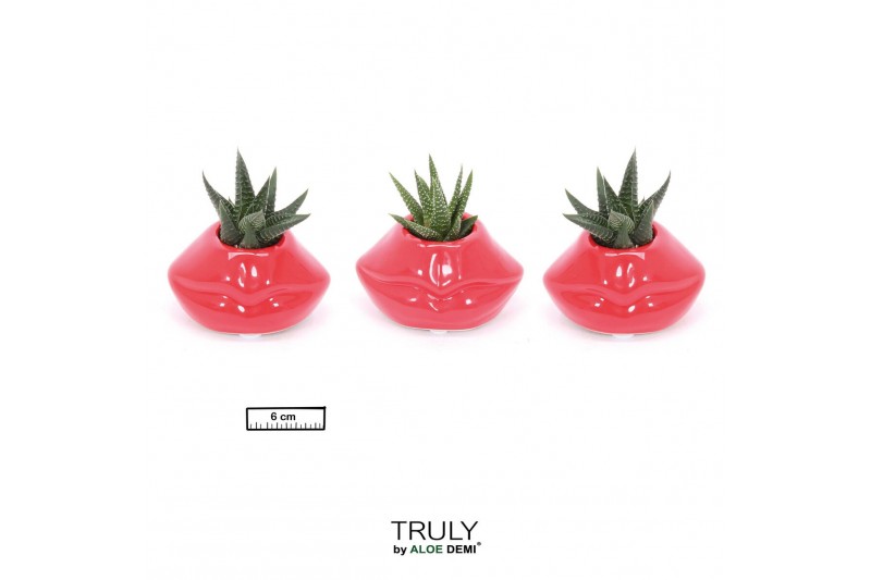 Succulenten TRULY Succulent, Lip mini 1 pp 