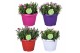 Dianthus oscar Hello Spring mix in Patiopot ton sur ton 