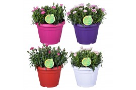 Dianthus oscar Hello Spring mix in Patiopot ton sur ton