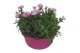Dianthus oscar Hello Spring in schaal roze 