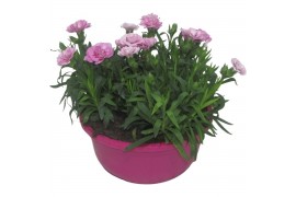 Dianthus oscar Hello Spring in schaal roze