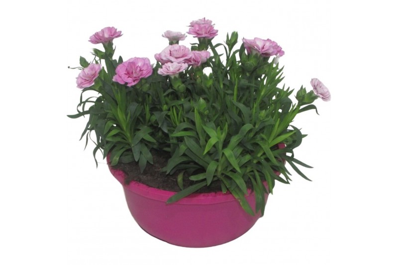 Dianthus oscar Hello Spring in schaal roze 