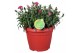 Dianthus oscar Hello Spring rood in Patiopot ton sur ton 
