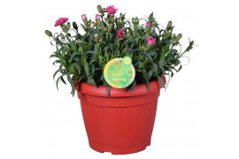 Dianthus oscar Hello Spring rood in Patiopot ton sur ton