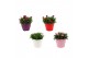 Dianthus oscar Hello Spring in Terras pot gemengd 
