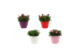 Dianthus oscar Hello Spring in Terras pot gemengd