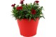 Dianthus oscar Hello Spring in Terras pot gemengd 