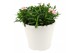 Dianthus oscar Hello Spring in Terras pot gemengd 