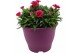 Dianthus oscar Hello Spring in Terras pot gemengd 