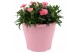 Dianthus oscar Hello Spring in Terras pot gemengd 