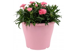 Dianthus oscar Hello Spring in Terras pot Roze