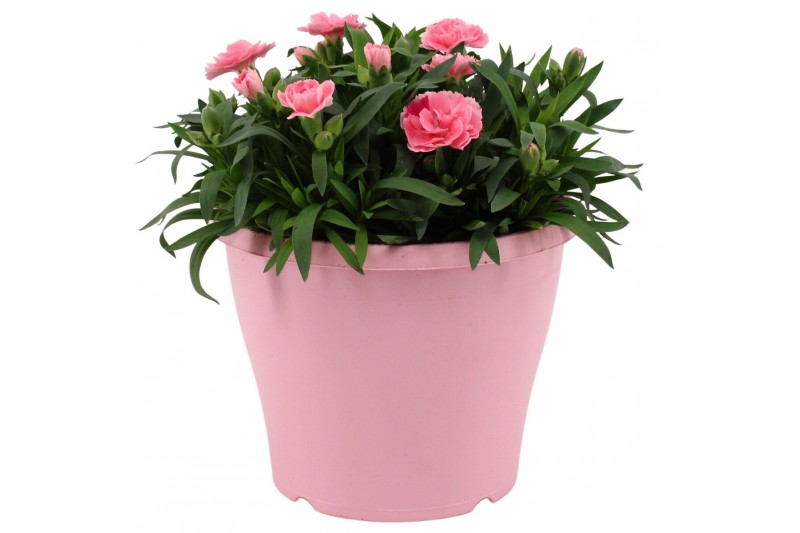 Dianthus oscar Hello Spring in Terras pot Roze Dianthus oscar Hello Spring in Terras pot Roze