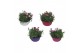 Dianthus oscar Hello Spring in schaal gemengd 