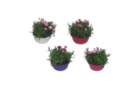 Dianthus oscar Hello Spring in schaal gemengd