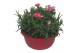 Dianthus oscar Hello Spring in schaal gemengd 