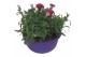 Dianthus oscar Hello Spring in schaal gemengd 