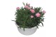 Dianthus oscar Hello Spring in schaal wit 