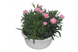 Dianthus oscar Hello Spring in schaal wit
