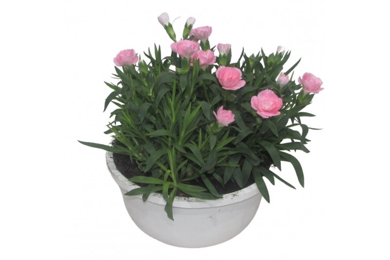 Dianthus oscar Hello Spring in schaal wit 