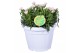 Dianthus oscar Hello Spring wit in Patiopot ton sur ton 