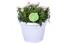 Dianthus oscar Hello Spring wit in Patiopot ton sur ton