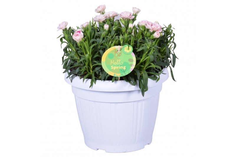 Dianthus oscar Hello Spring wit in Patiopot ton sur ton Dianthus oscar Hello Spring wit in Patiopot ton sur ton