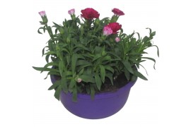 Dianthus oscar Hello Spring in schaal paars